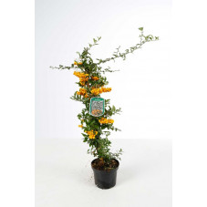 pyracantha golden charmer 60/70 cm - pot de 2 litres