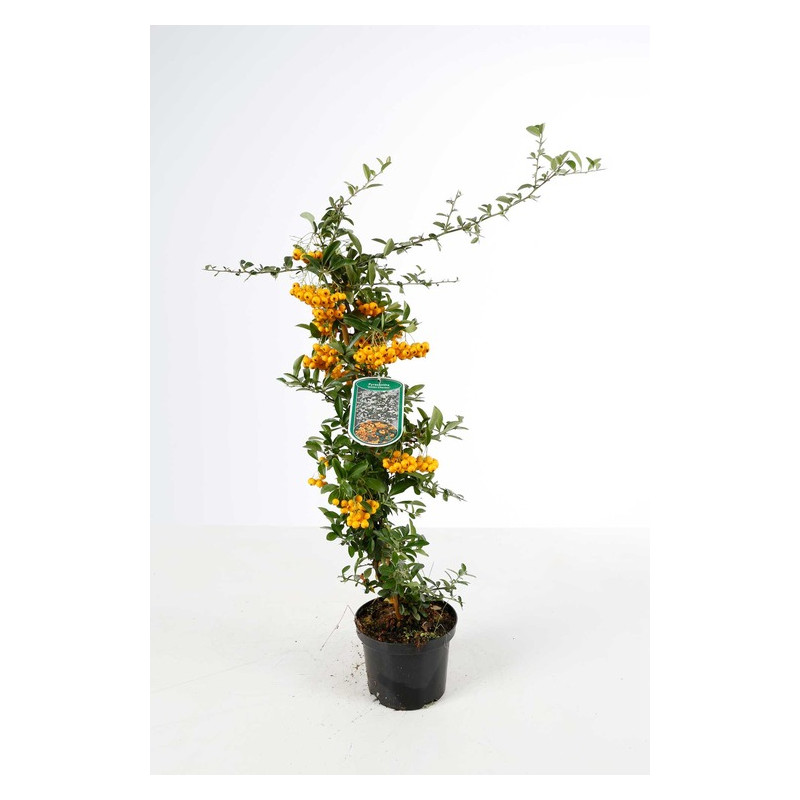 pyracantha golden charmer 60/70 cm - pot de 2 litres