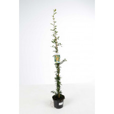 buisson ardent golden charmer 80/100 cm - pot de 3 litres