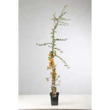 pyracantha golden charmer 150 cm - pot de 7.5 litres