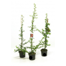 pyracantha orange glow 60/80 cm - pot de 2 litres