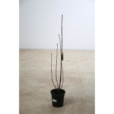 lilas Charles Joly en pot de 3 litres - 3/4 branches