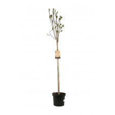 lilas Charles Joly - demi-tige pot de 7.5 litres