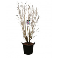 lilas touffe forte Charles Joly 150/175 cm - en pot de 50 litres