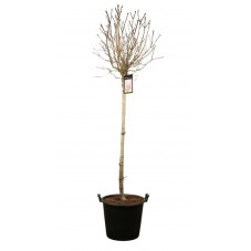 lilas Charles Joly en tige 120 cm + tête - pot de 30 litres