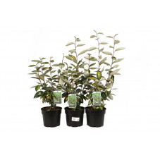 elaeagnus limelight 50 cm pot de 3 litres