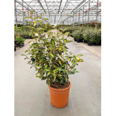 elaeagnus limelight 80 cm