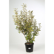 chalef - elaeagnus limelight 100 cm