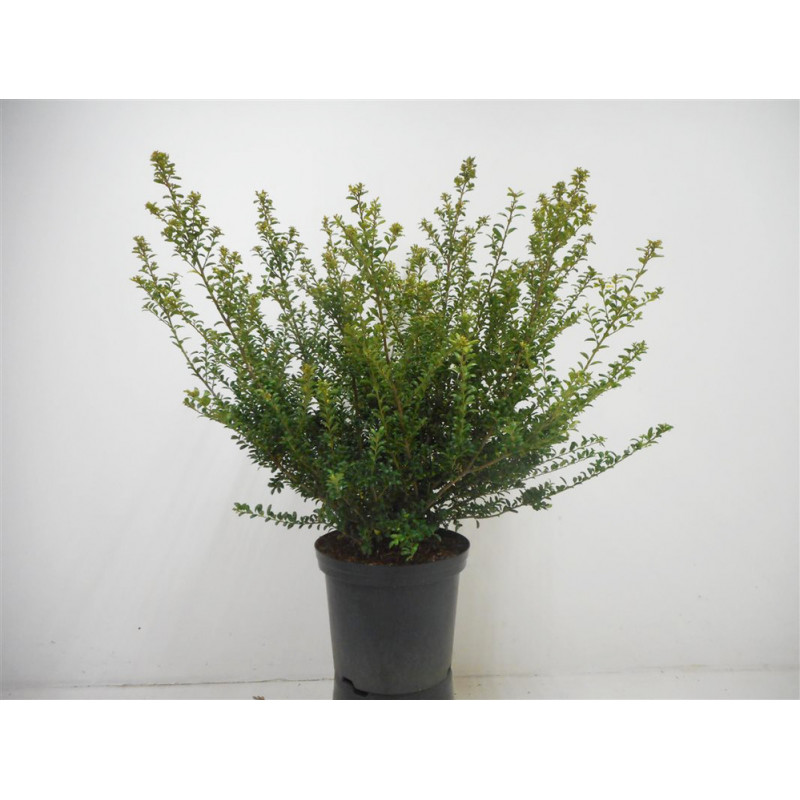 houx crénelé 60 cm pot de 12 litres