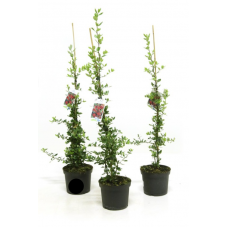 buisson ardent - pyracantha red column rouge 60-70 cm