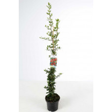 buisson ardent red column rouge - pyracantha 60/80 cm