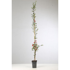 buisson ardent - pyracantha red column rouge 150 cm