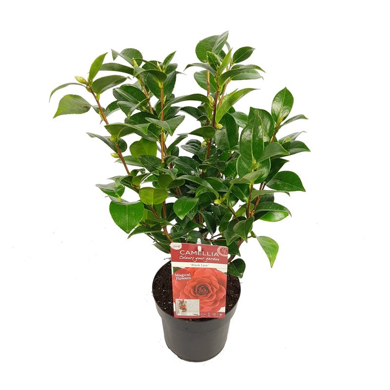 camélia black lace pot de 3 litres camélia black lace pot de 3 litres