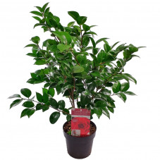 camélia japonica Black lace pot de 3 litres extra