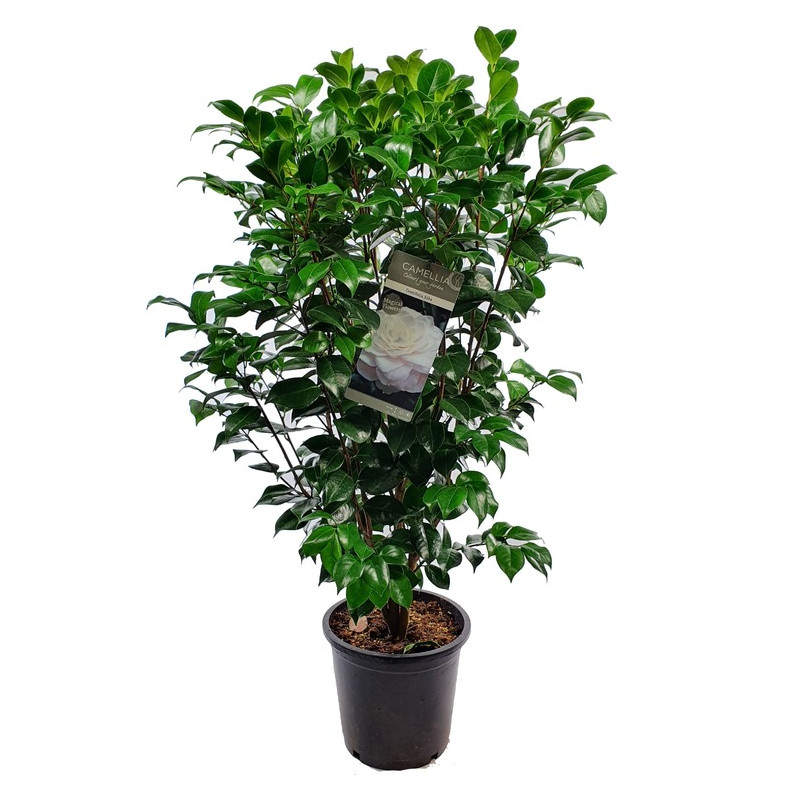 camélia du Japon blanc centifolia alba 100/120 cm en pot de 10 litres camélia du Japon blanc centifolia alba 100/120 cm en pot de 10 litres