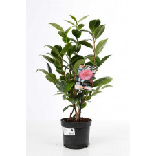 camélia du Japon rose Dazzling pink 30/40 cm - pot de 15 cm