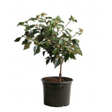 Viorne - viburnum eskimo 50/60 cm pot de 3 litres