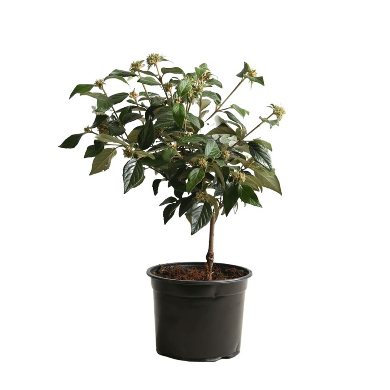 Viorne - viburnum eskimo 50/60 cm pot de 3 litres Viorne - viburnum eskimo 50/60 cm pot de 3 litres
