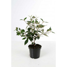 viburnum eskimo - viorne 50/60 cm pot de 3 litres