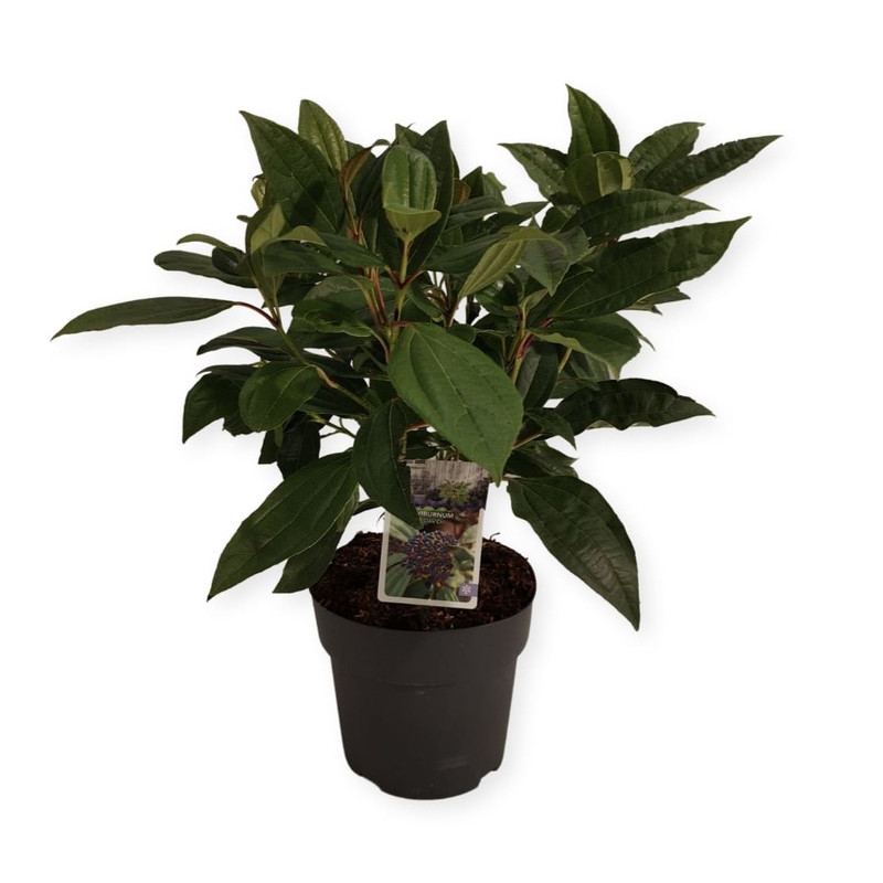 viorne de David 40/50 cm - pot de 4 litres viorne de David 40/50 cm - pot de 4 litres