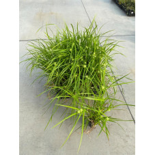 laiche de Gray - graminée carex en pot de 9 cm