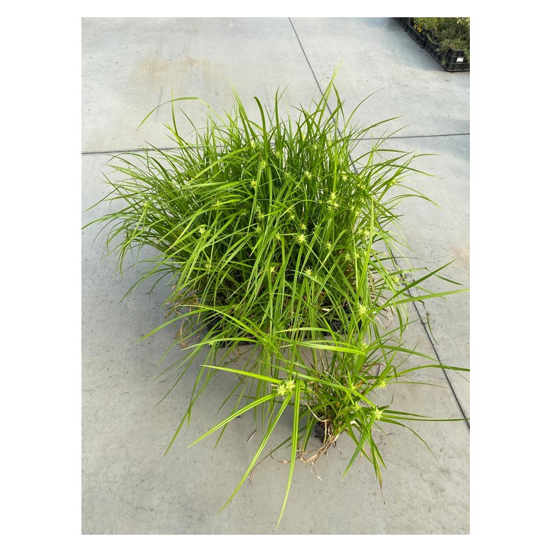 laiche de Gray - graminée carex en pot de 9 cm