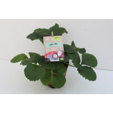 fraisier non remontant ciflorette en pot de 10.5 cm