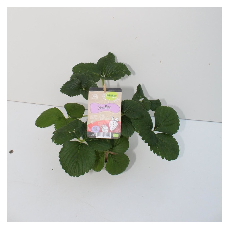 fraisier Cirafine rouge en pot de 10.5 cm - ECO fraisier Cirafine rouge en pot de 10.5 cm - ECO