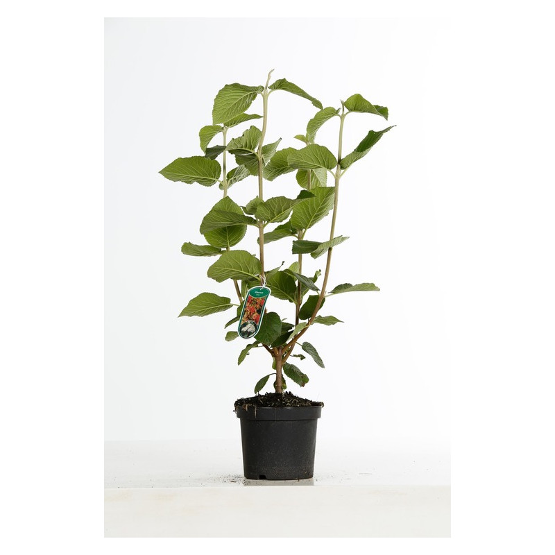 viorne lantana en pot de 3 litres viorne lantana en pot de 3 litres