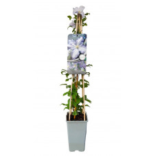 clématite à fleurs bleues blekitny aniol pot de 2 litres 70 cm