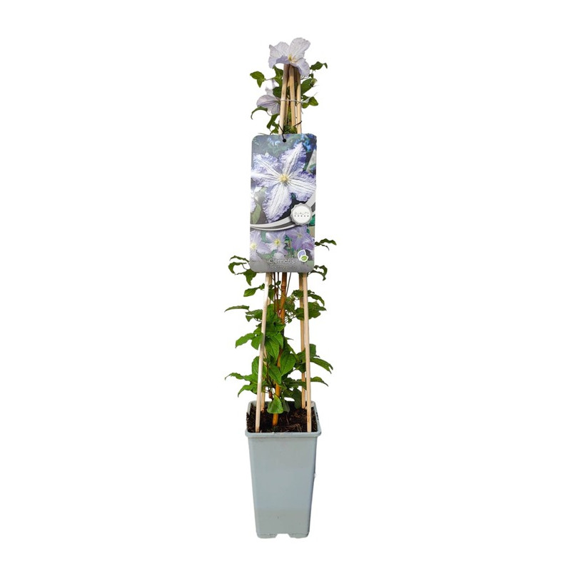 clématite à fleurs bleues blekitny aniol pot de 2 litres 70 cm