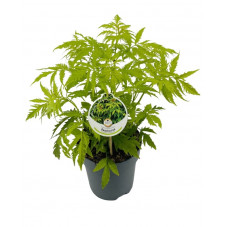 sureau à grappes doré 30 cm - pot de 2 litres