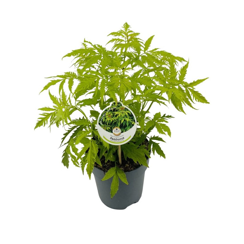 sureau à grappes doré 30 cm - pot de 2 litres