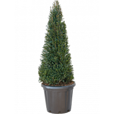 taxus baccata pyramide 120 cm - pot diamètre 40 cm