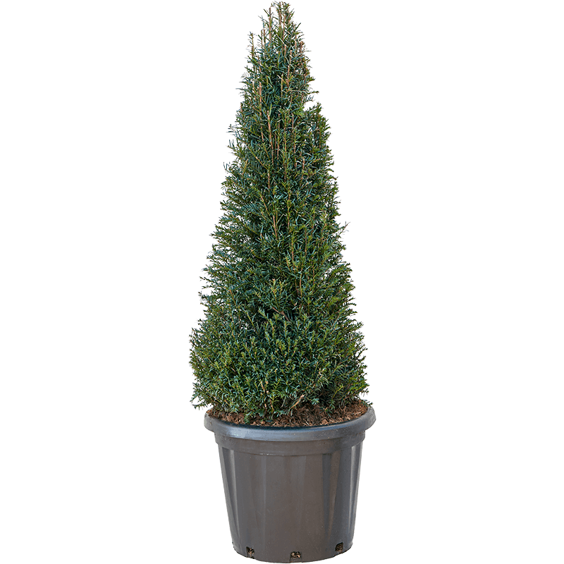 taxus baccata pyramide 120 cm - pot diamètre 40 cm taxus baccata pyramide 120 cm - pot diamètre 40 cm