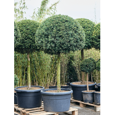 taxus baccata 200 cm  boule sur tige 95 cm - pot diamètre 65 cm