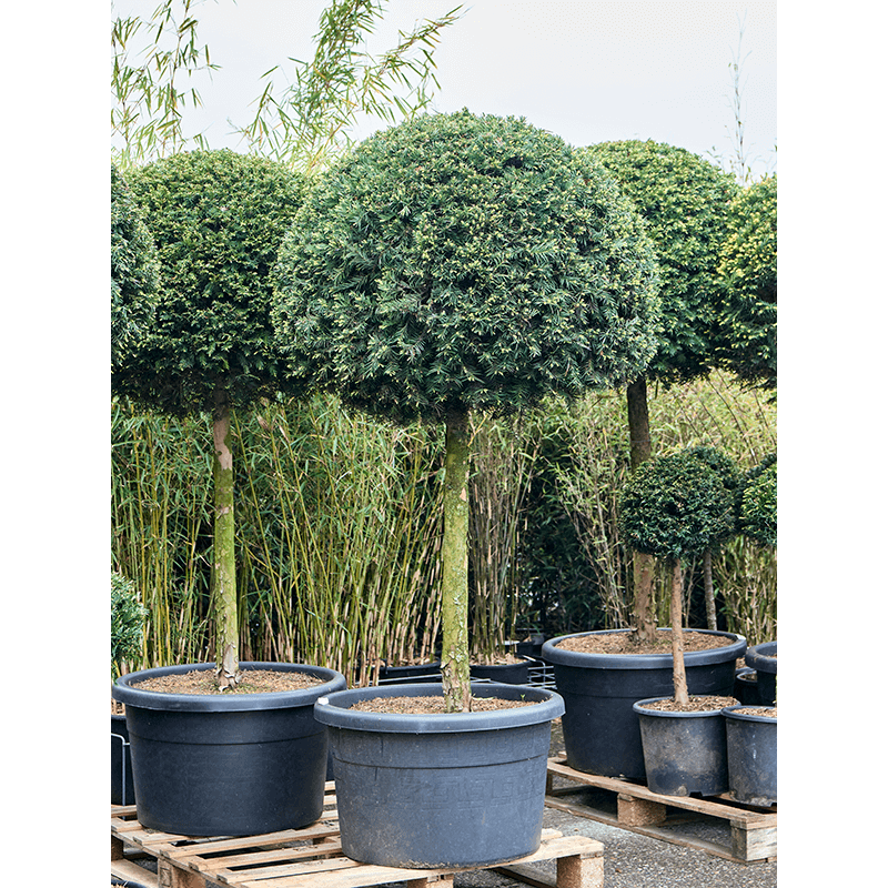 taxus baccata 200 cm  boule sur tige 95 cm - pot diamètre 65 cm