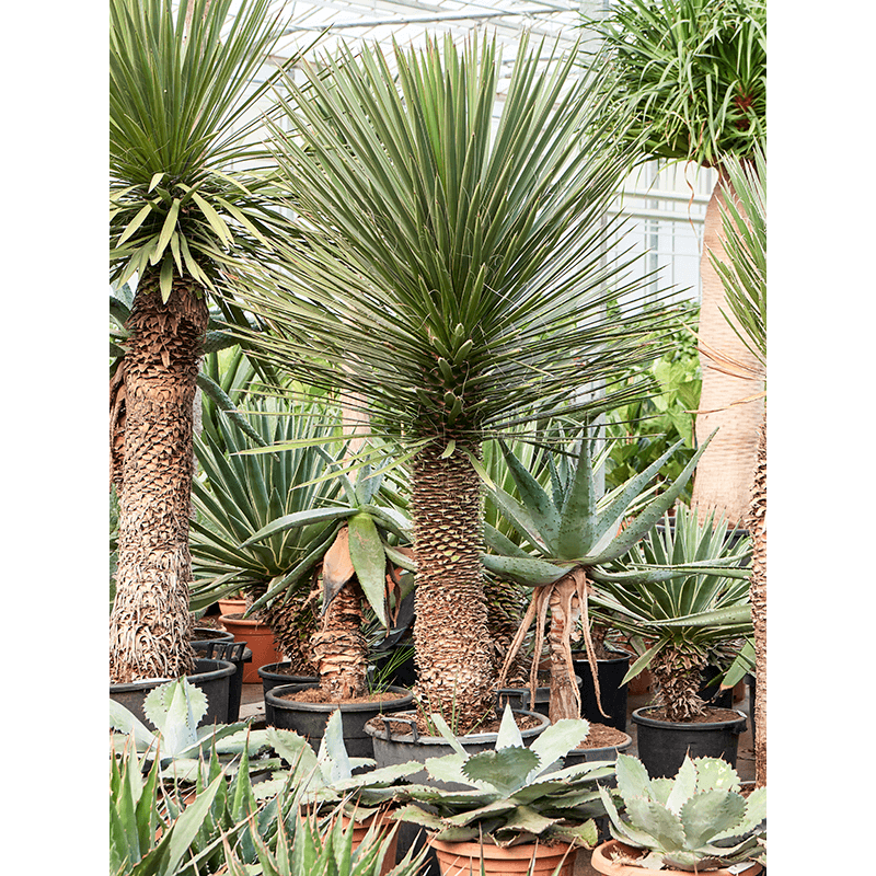 yucca filifera gros sujet 240 cm