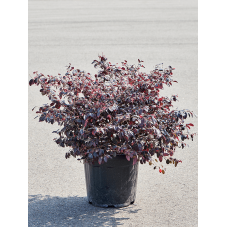 loropetalum chinense ever red