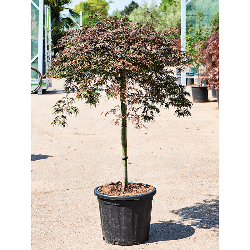 érable du Japon orangeola tige 140 cm