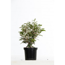 chalef de Ebbing 40/50 cm pot de 3 litres