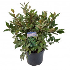 chalef de Ebbing 50/70 cm - pot de 7.5 l