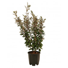 chalef de Ebbing 80/100 cm - pot de 9 litres