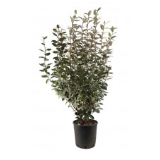 chalef de Ebbing 125/140 cm - pot de 18 litres