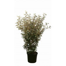 chalef de Ebbing 175/200 cm - pot de 45 litres