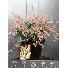 saule integra hakuro nishiki 30/40 cm en pot de 3 litres