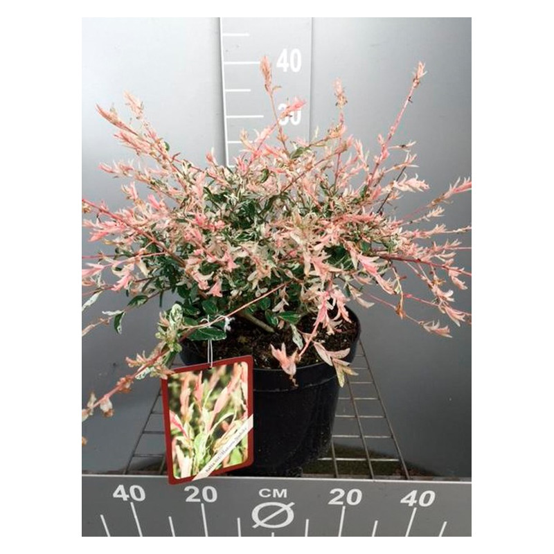 saule integra hakuro nishiki 30/40 cm en pot de 3 litres