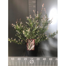 saule integra hakuro nishiki 60 cm en pot de 7.5 litres