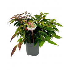 leucothoe rainbow 25 cm en pot de 3 litres