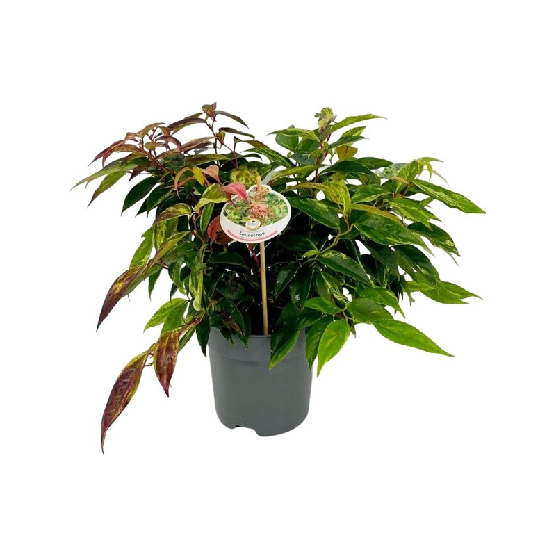 leucothoe rainbow 25 cm en pot de 3 litres